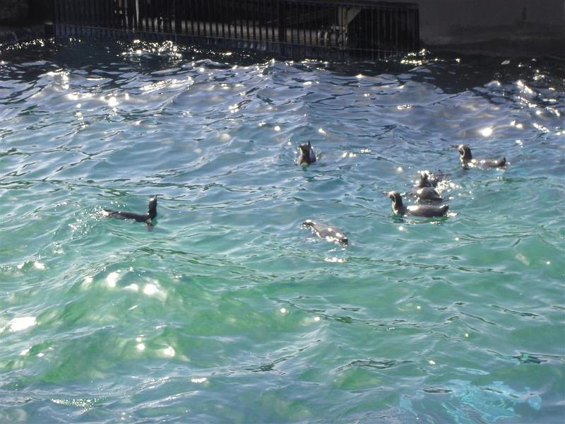 Parc des oiseaux (26)